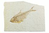 Detailed Fossil Fish (Diplomystus) - Wyoming #369502-1